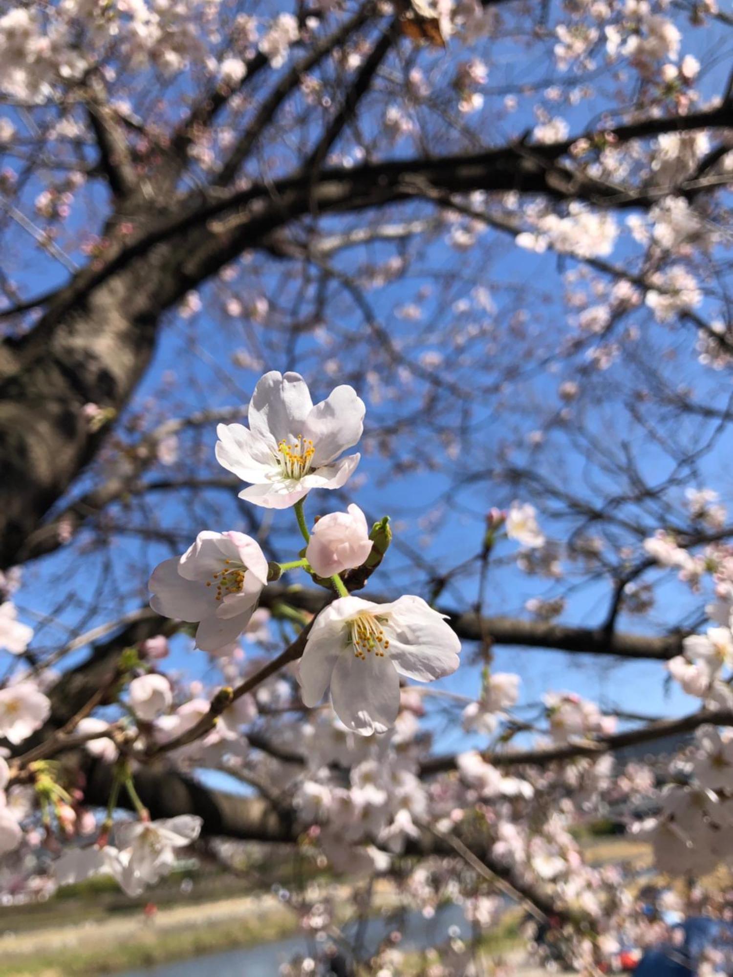 Tsubame-Ya Hotell Kyoto Eksteriør bilde