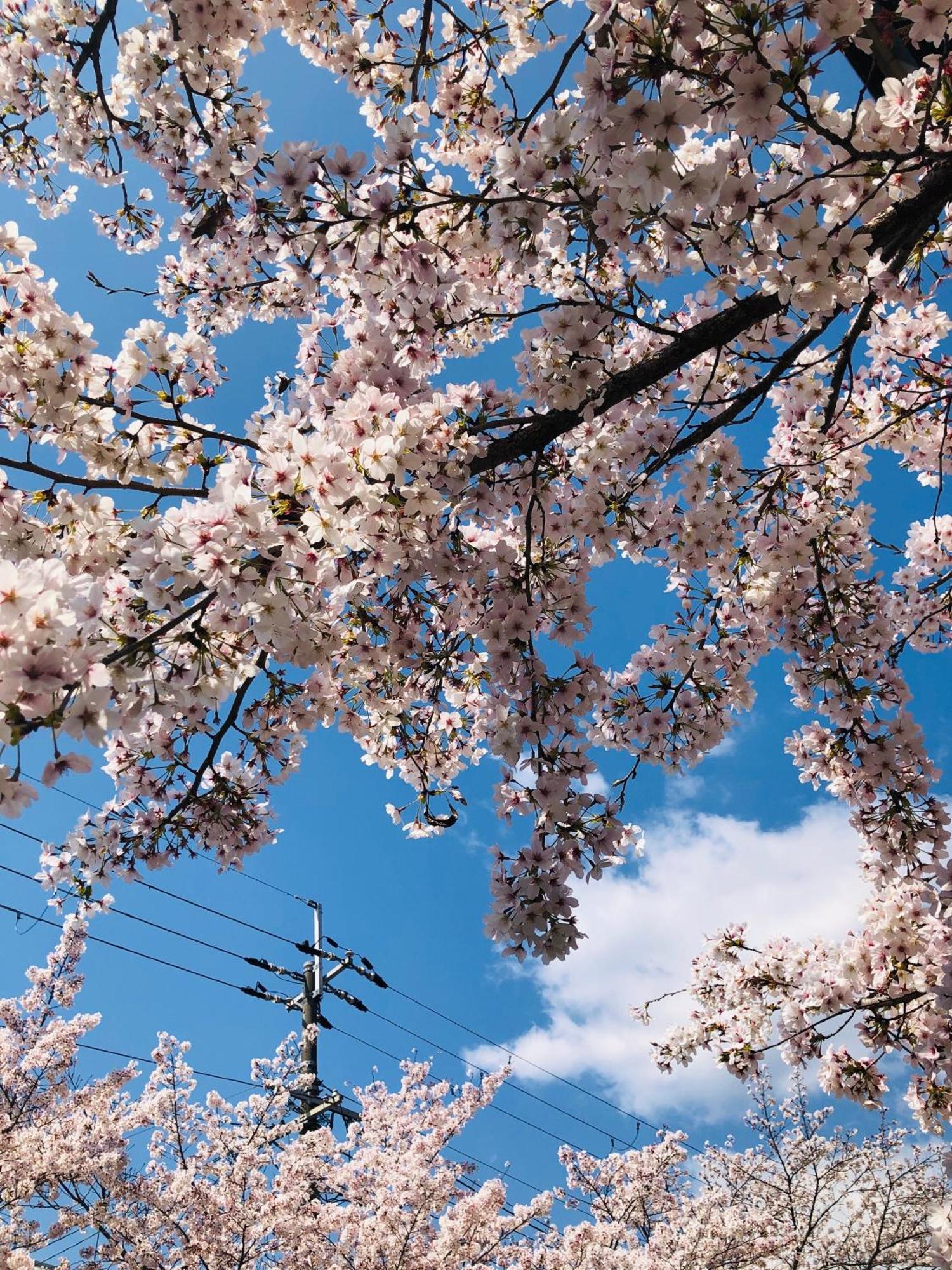 Tsubame-Ya Hotell Kyoto Eksteriør bilde