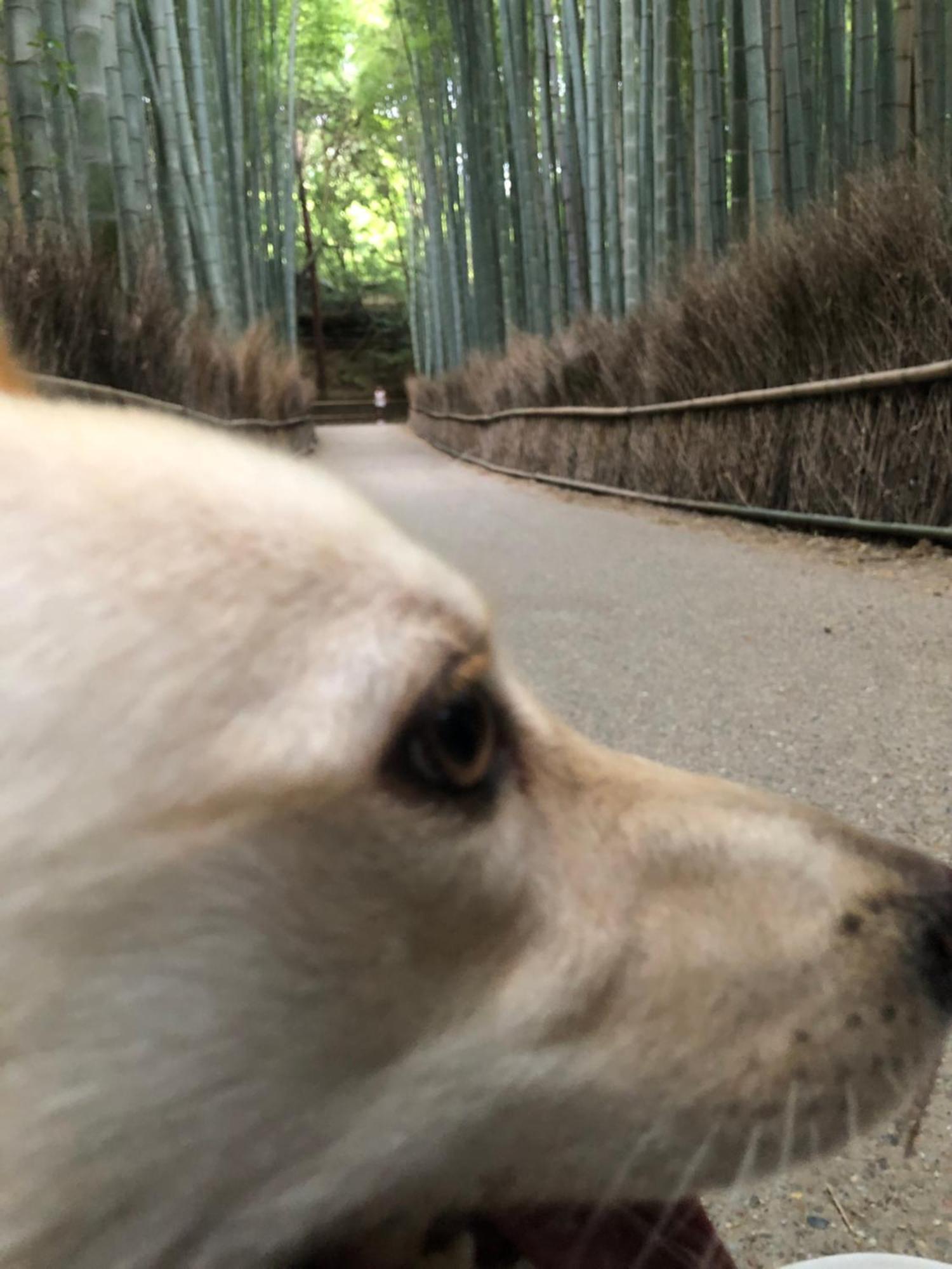 Tsubame-Ya Hotell Kyoto Eksteriør bilde